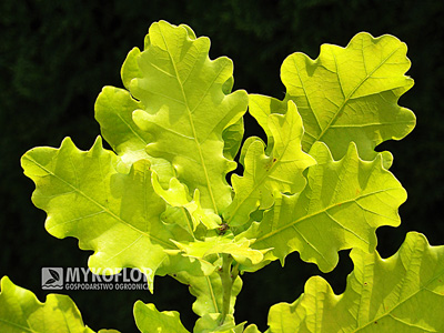 Quercus robur Concordia – liście