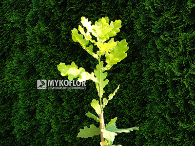 Quercus robur Concordia – liście