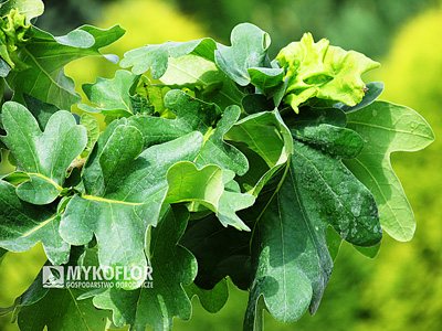 Quercus robur Cristata – liście