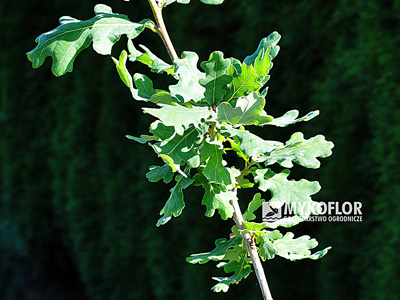 Quercus robur Gnom – liście