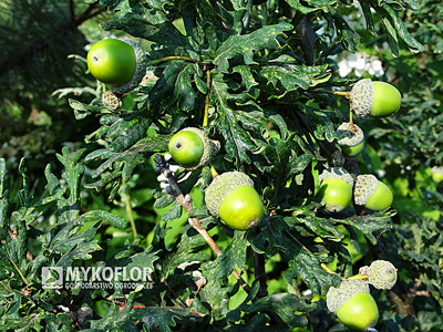 Quercus robur Irtha – liście i żołędzie