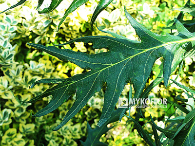 Quercus robur Miky – liście