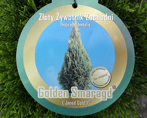 Thuja occidentalis Golden Smaragd (Janed Gold)
