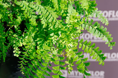 Adiantum stopowate Imbricatum – zbliżenie liści