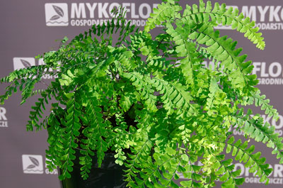 Adiantum stopowate Imbricatum – przykładowa roślina oferowana do sprzedaży