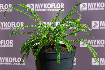 Athyrium filix-femina Frizelliae – przykładowa roślina oferowana do sprzedaży