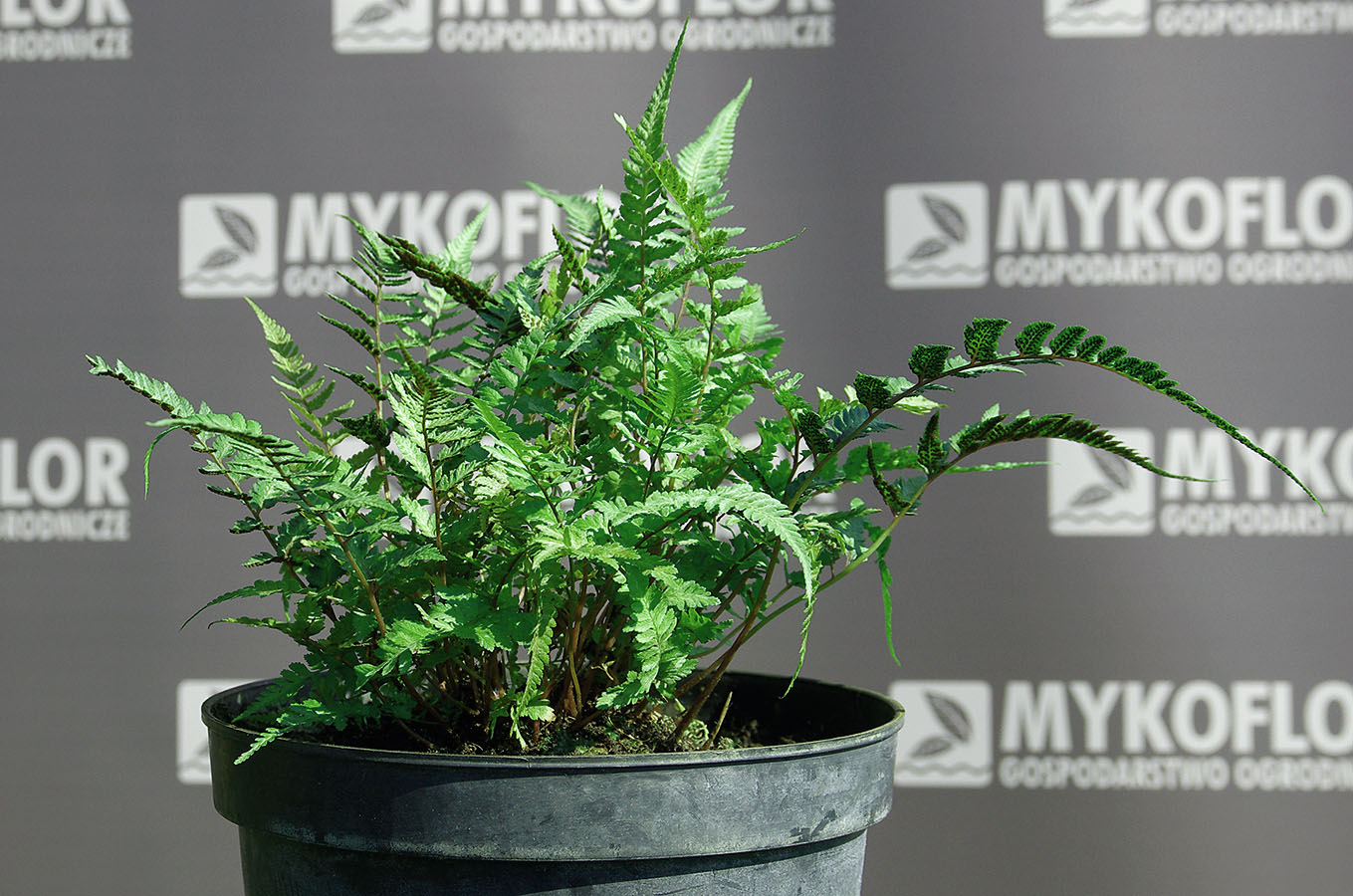 Wietlica japońska Metallicum – przykładowa roślina oferowana do sprzedaży