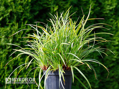 Carex morrowii Variegata – przykładowa roślina oferowana do sprzedaży