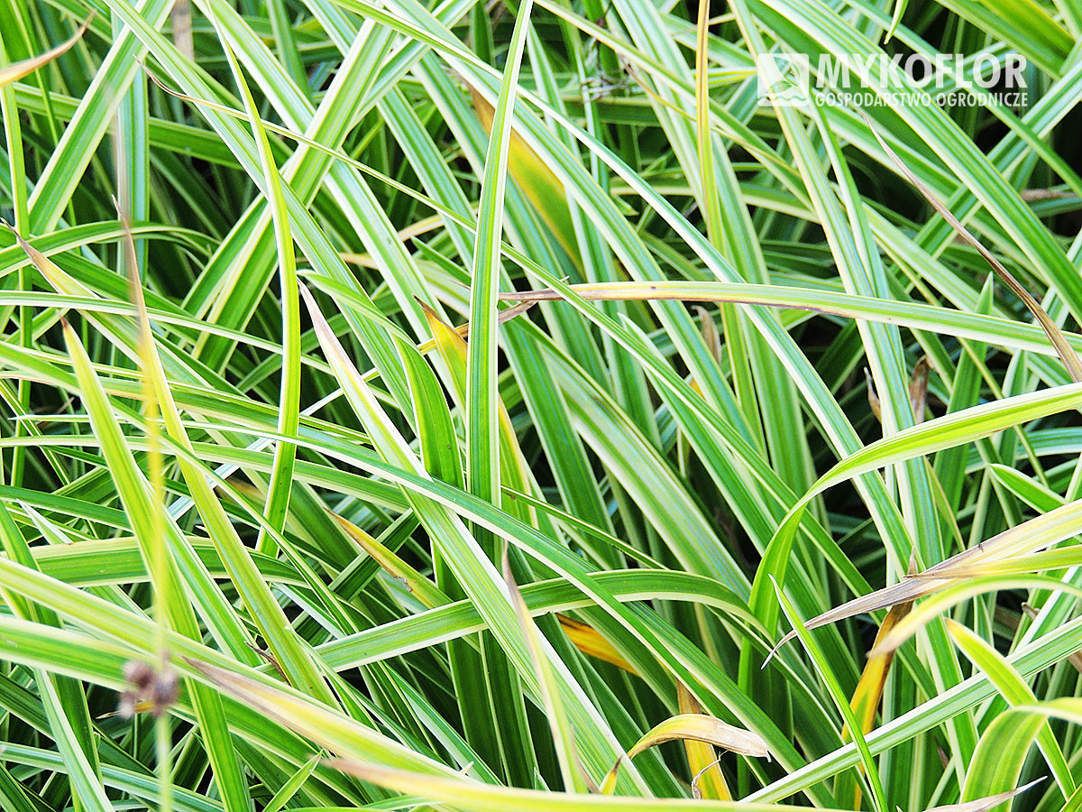 Carex morrowii Variegata – zbliżenie liści