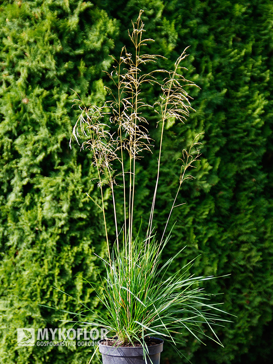 Deschampsia caespitosa Palava – przykładowa roślina oferowana do sprzedaży
