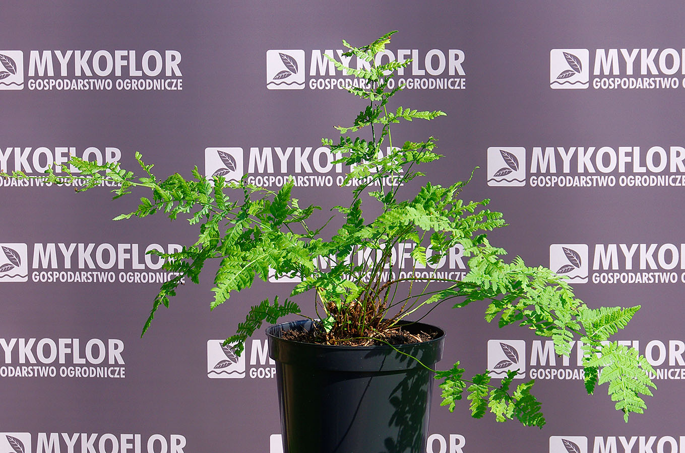 Dryopteris dilatata – przykładowa roślina oferowana do sprzedaży