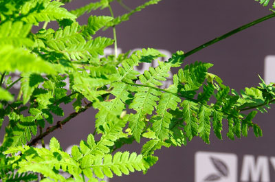 Dryopteris dilatata – zbliżenie liści
