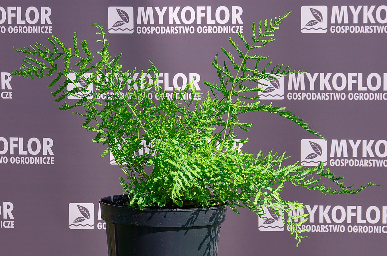 Dryopteris filix-mas Linearis Polydactyla – przykładowa roślina oferowana do sprzedaży