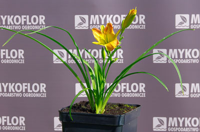 Hemerocallis ‘EveryDaylily Punch Yellow’ – przykładowa roślina oferowana do sprzedaży
