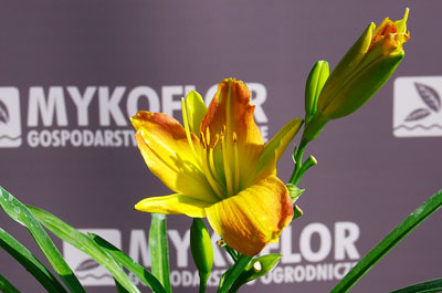 Liliowiec ‘EveryDaylily Punch Yellow’ – kwiatostany