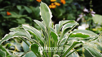 Hosta Ginko Craig – przykładowa roślina oferowana do sprzedaży