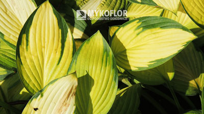 Hosta Gold Standard – barwa liści na stanowisku ocienionym