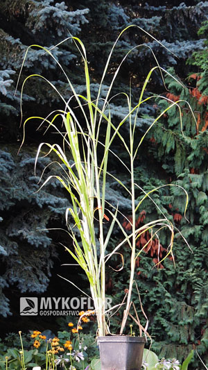 Miscanthus giganteus Lottum – przykładowa roślina oferowana do sprzedaży