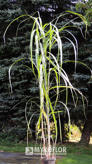 Miscanthus giganteus Meidl – przykładowa roślina oferowana do sprzedaży