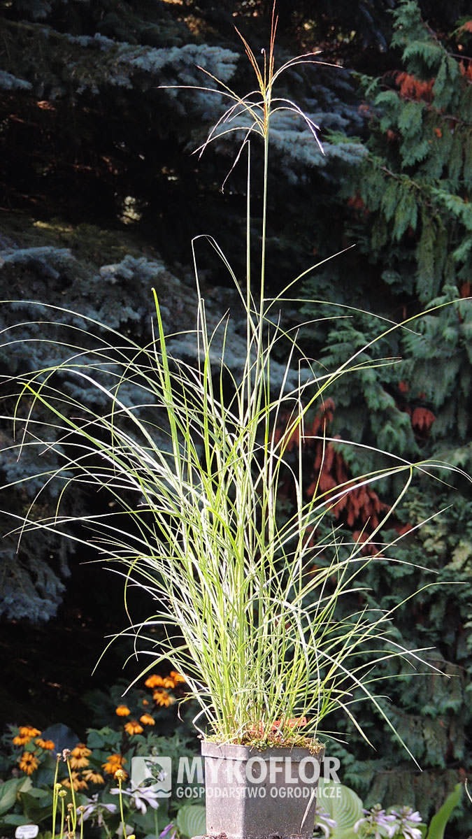 Miscanthus sinensis Elfin – przykładowa roślina oferowana do sprzedaży