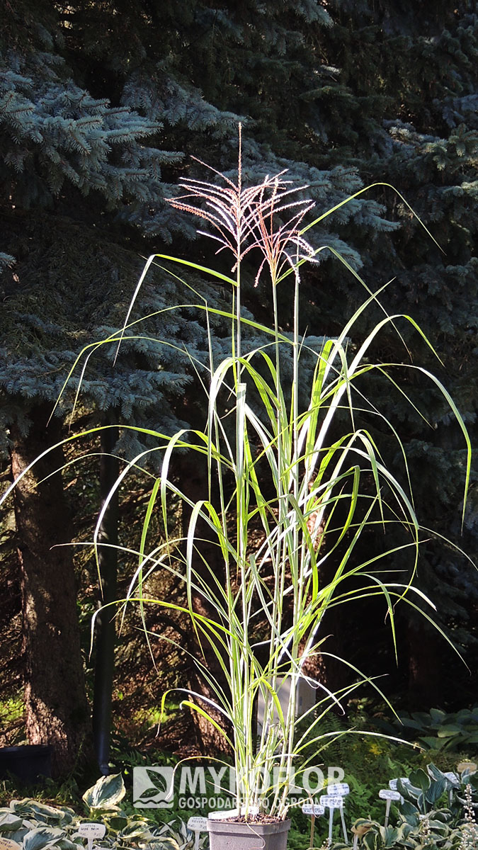Miscanthus sinensis Ferner Osten – przykładowa roślina oferowana do sprzedaży