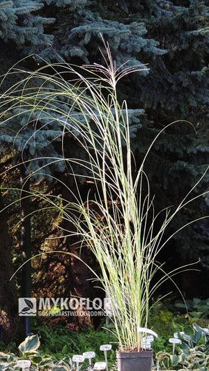 Miscanthus sinensis Gracillimus – przykładowa roślina oferowana do sprzedaży