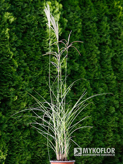 Miscanthus sinensis Graziella – przykładowa roślina oferowana do sprzedaży