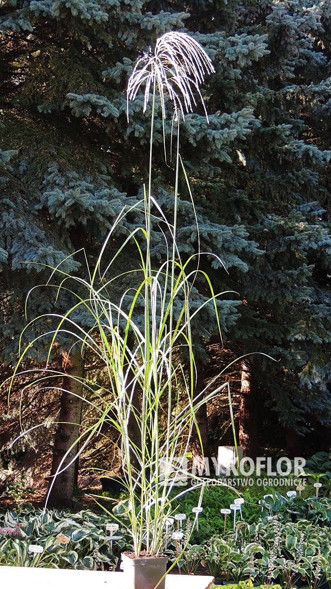 Miscanthus sinensis Haiku – przykładowa roślina oferowana do sprzedaż