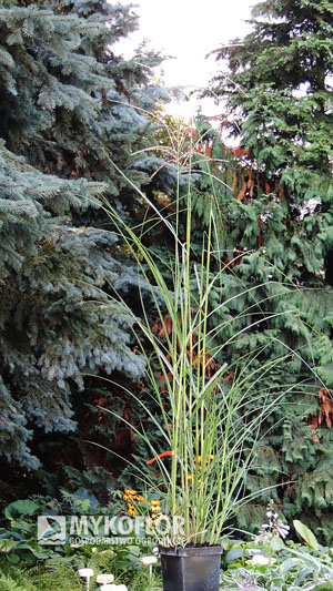 Miscanthus sinensis Ki – przykładowa roślina oferowana do sprzedaży