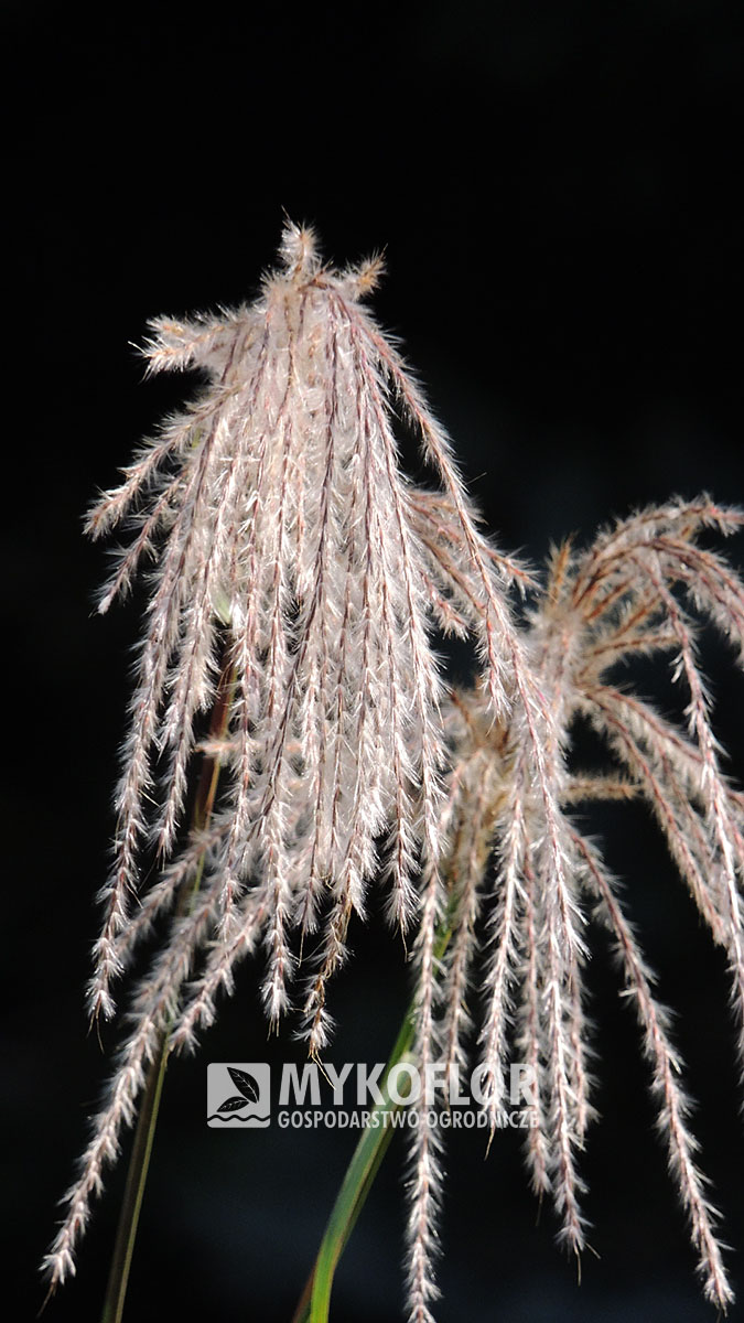 Miscanthus sinensis Minuett – zbliżenie kwiatostanów