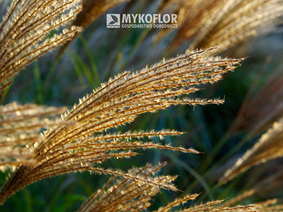 Miscanthus sinensis ‘Kakadu’ – kwiatostany