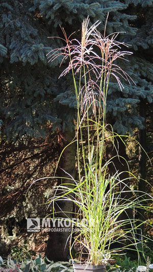 Miscanthus sinensis Nippon – przykładowa roślina oferowana do sprzedaży