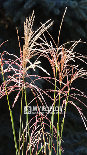 Miscanthus sinensis Nippon – kwiatostany