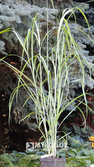 Miscanthus sinensis Nishidake Goteborg – przykładowa roślina oferowana do sprzedaży