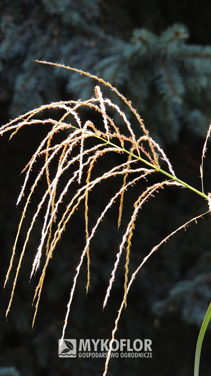 Miscanthus sinensis Roland – kwiatostan