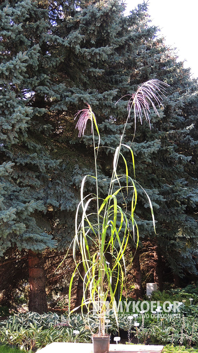 Miscanthus sinensis Rosi – przykładowa roślina oferowana do sprzedaży