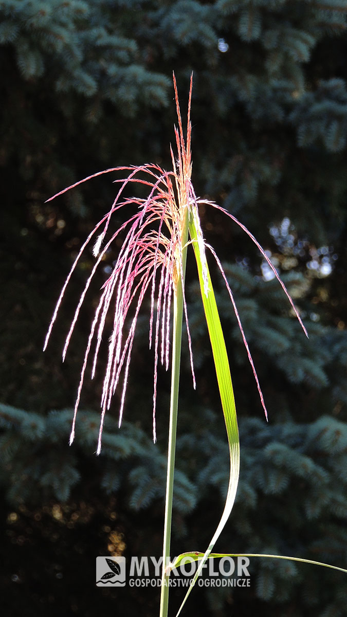 Miscanthus sinensis Rosi – kwiatostan