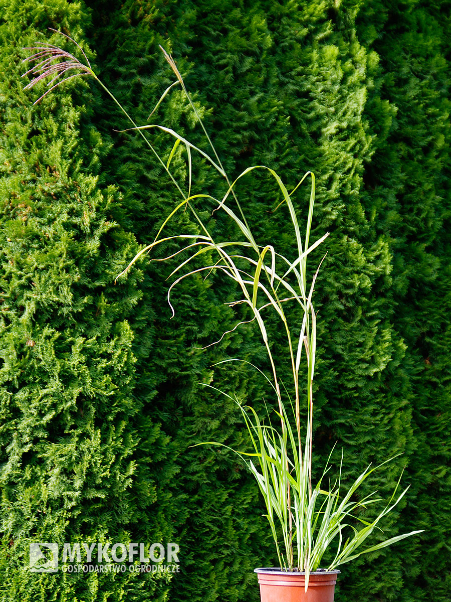 Miscanthus sinensis Rotsilber – przykładowa roślina oferowana do sprzedaży