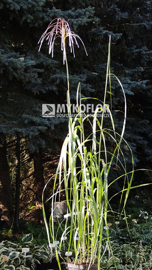 Miscanthus sinensis Saturnia – przykładowa roślina oferowana do sprzedaży