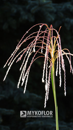 Miscanthus sinensis Saturnia – kwiatostan