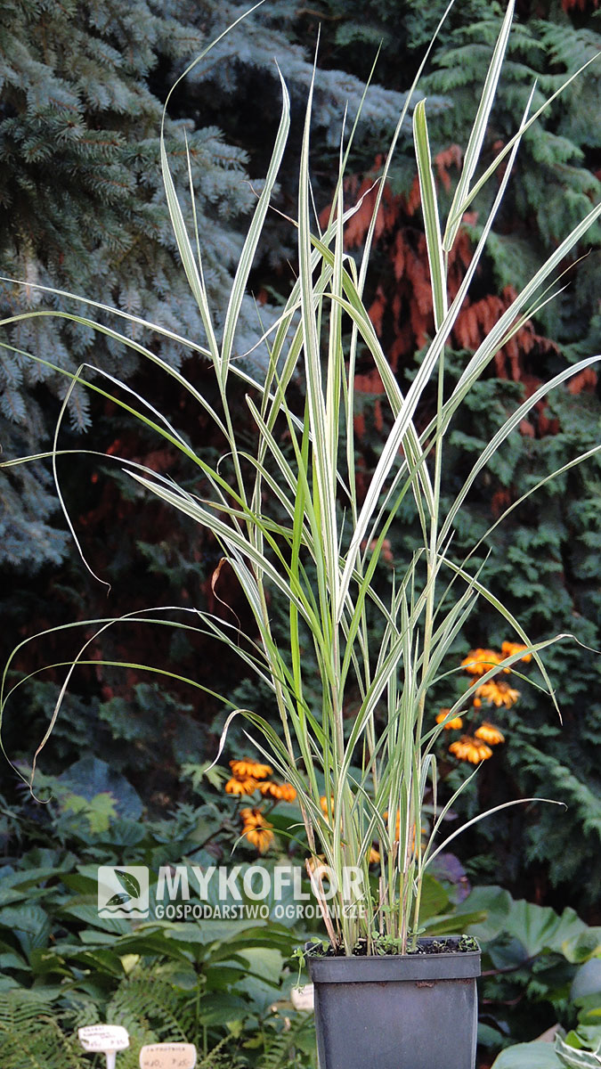 Miscanthus sinensis Variegatus – przykładowa roślina oferowana do sprzedaży