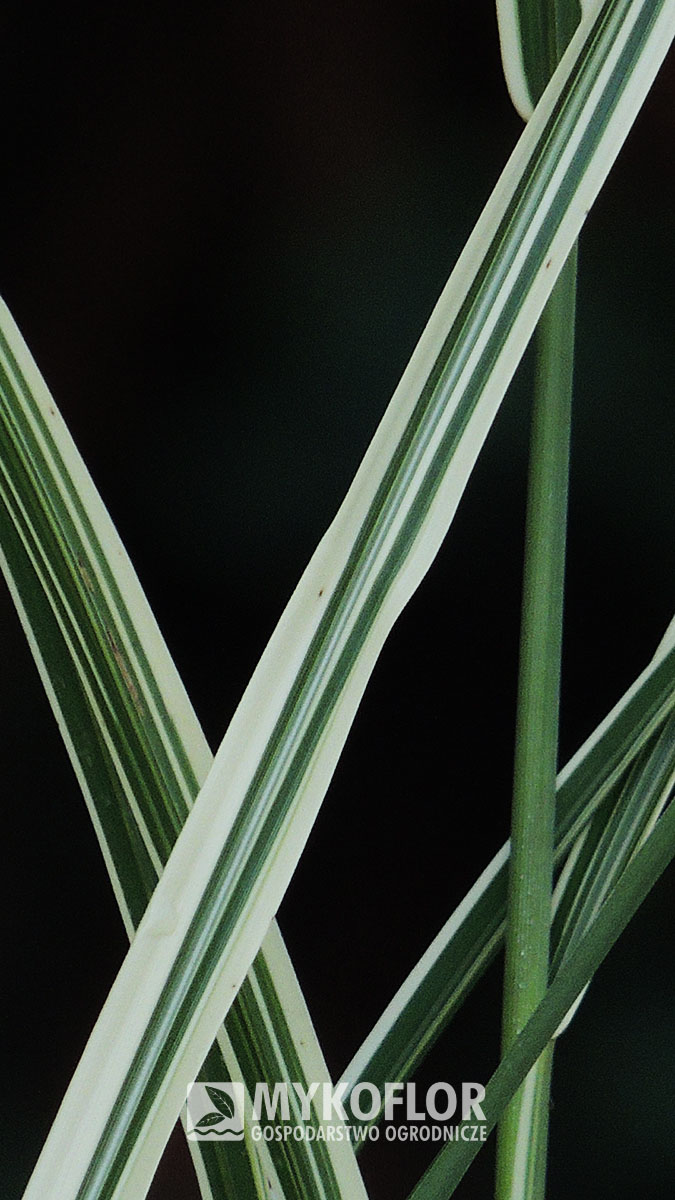 Miskant chiński Variegatus – zbliżenie liścia