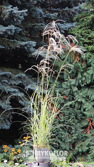 Miscanthus sinensis Verneigung – przykładowa roślina oferowana do sprzedaży