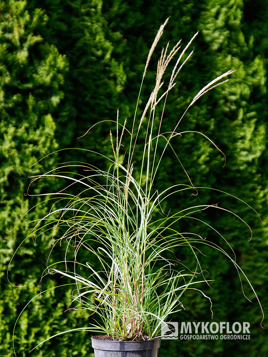 Miscanthus sinensis Yakushima Dwarf – przykładowa roślina oferowana do sprzedaży