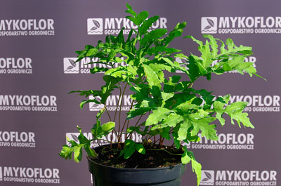 Onoclea sensibilis – przykładowa roślina oferowana do sprzedaży