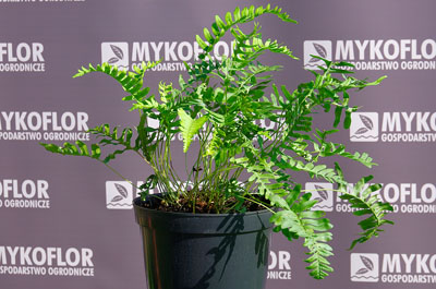 Polypodium vulgare – przykładowa roślina oferowana do sprzedaży