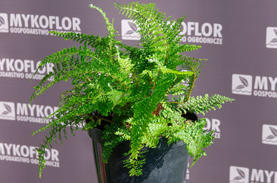 Paprotnik szczecinkozębny Plumosum Densum – przykładowa roślina oferowana do sprzedaży