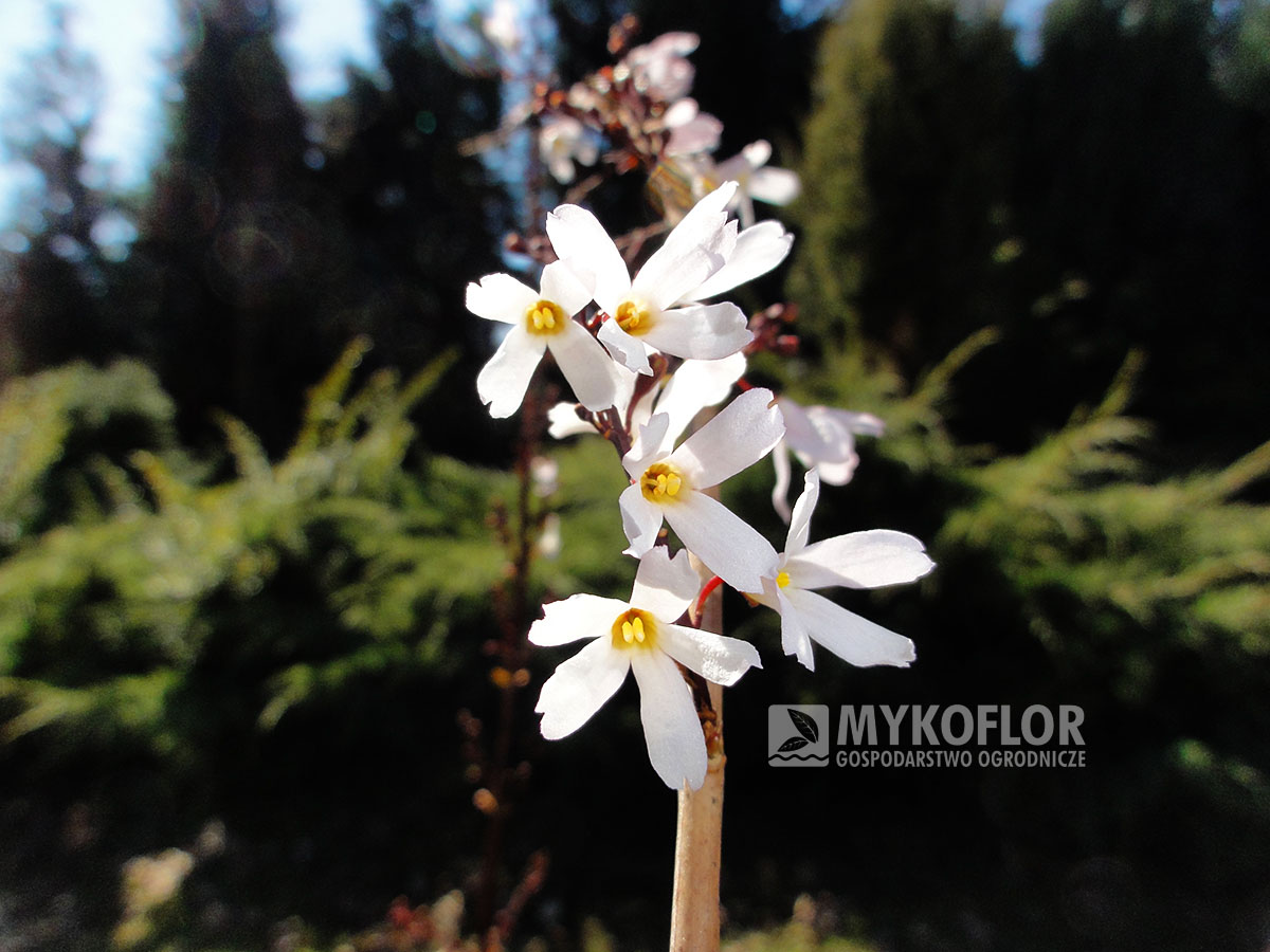 Abeliophyllum distichum – zbliżenie kwiatów
