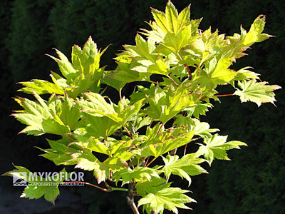 Acer shirasawanum Aureum