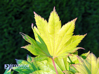 Acer shirasawanum Aureum